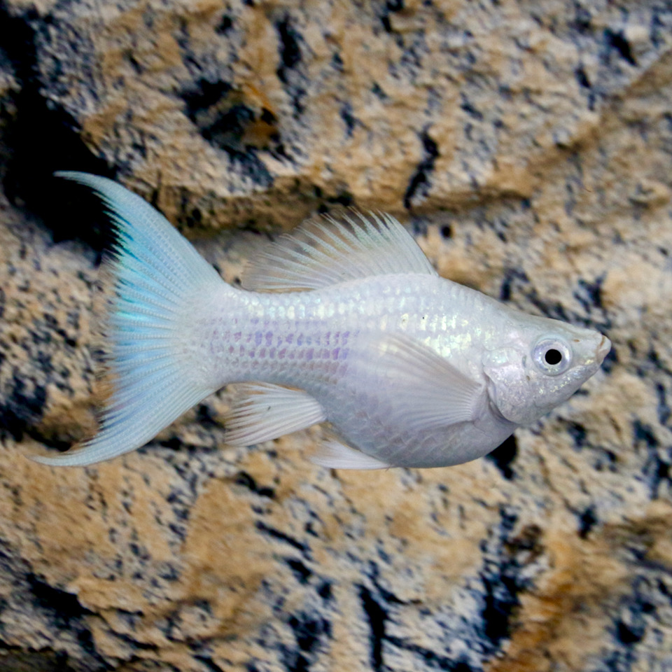 Poec.sphenops   Ballonmolly platinum M@